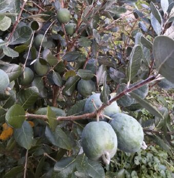 feijoja